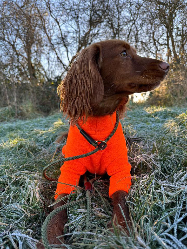 Floki, a red Cocker on frosty ground wearing an olive green slip lead with a brass ring visible