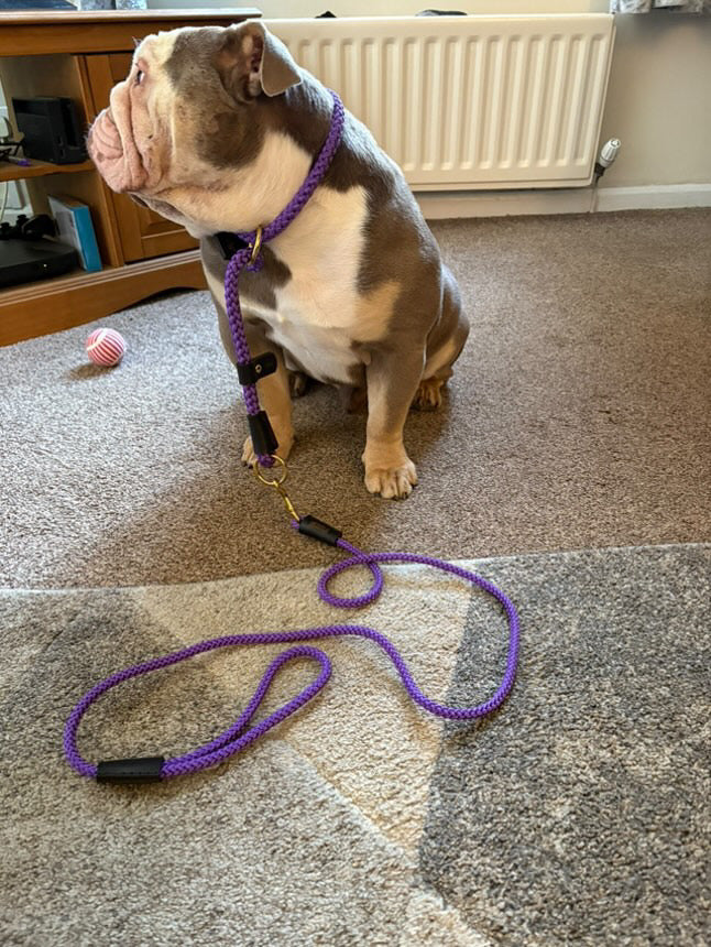 Hand Sewn Braided Rope Dog Lead 8mm Thick Custom Length - Handmade in the UK