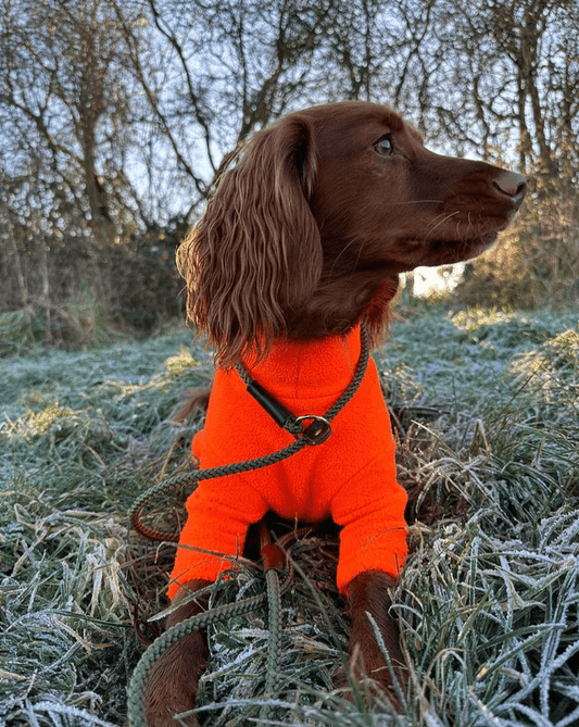 Why Gun Dog Slip Leads Are the Superior Choice