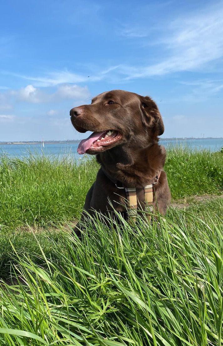 A brown Lab in a matching coloured brown car safety harness with a soft padded chest piece.