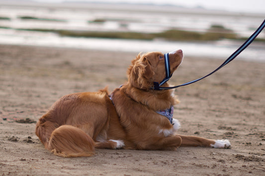 Harnais de tête rembourré en forme de 8 fabriqué à la main au Royaume-Uni - Sangle Softex aux couleurs vives et bicolores