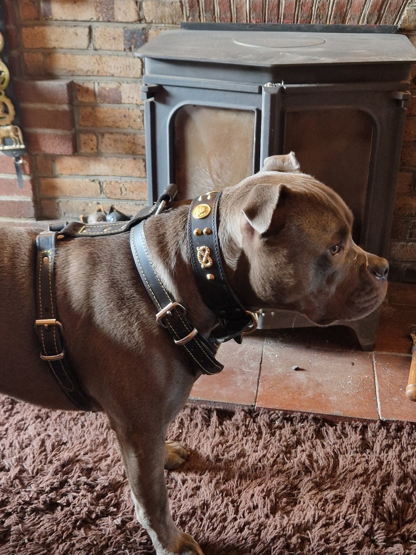 Leather Staffy Harness & Chain Lead Set - Adjustable and Matching for Staffordshire Bull Terriers