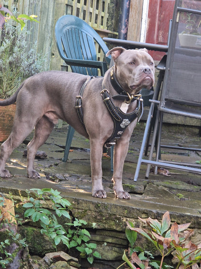 Leather Staffy Harness & Chain Lead Set - Adjustable and Matching for Staffordshire Bull Terriers