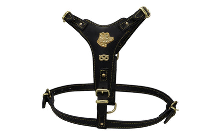 Black leather Staffy harness with brass fixtures and fittings.