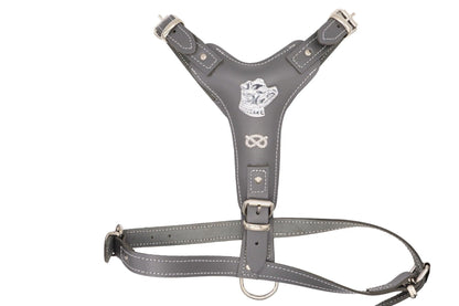 Grey Staffordshire Bull Terrier harness with the breast plate facing the camera. 