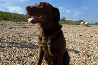 An adorable chocolate labrador wearing out brown check harness. Its made of a strong nylon webbing with a soft patterned chestplate.