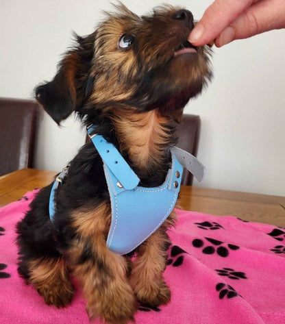 Adjustable Harness for Tiny Dogs