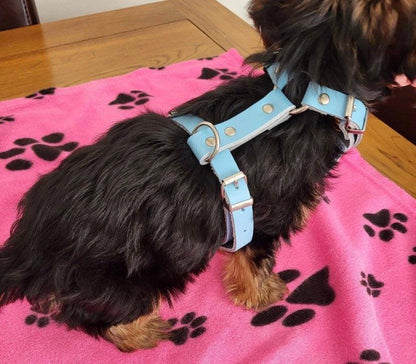 The back (top) of the leather puppy harness. This is on a 12 week old Yorkshire Terrier Puppy on the tightest setting but can be adjusted as your dog grows