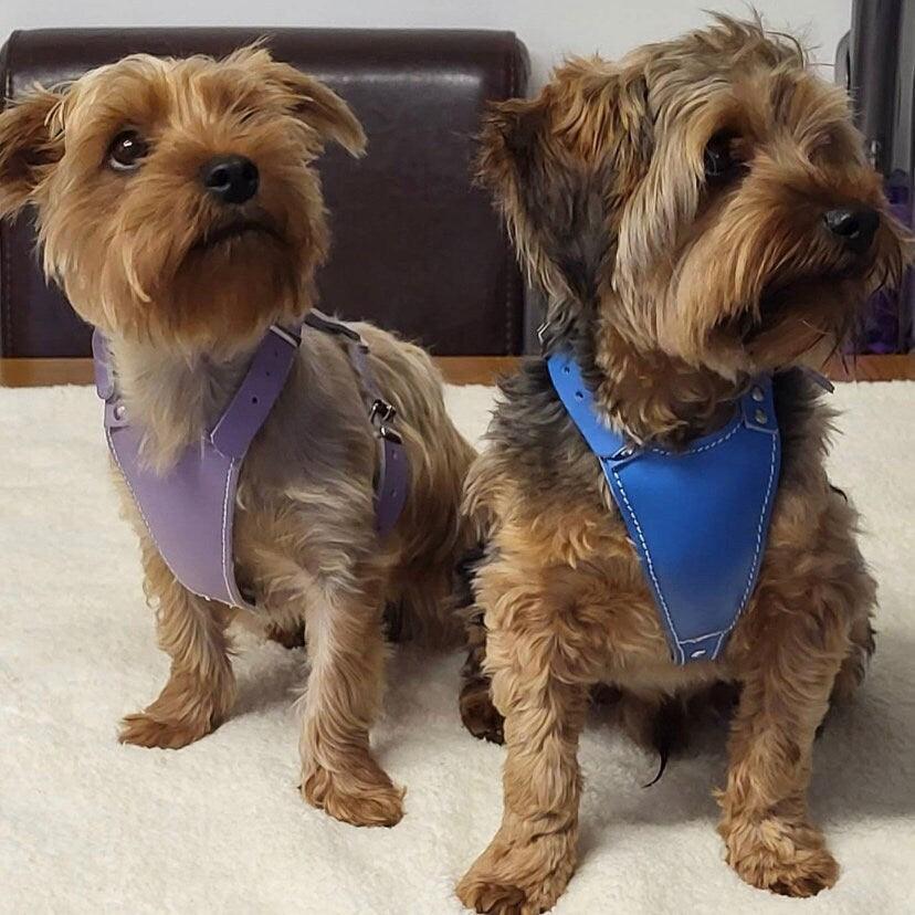 Two Yorkshire Terriers who have grown up but still fit into our Leather Puppy harnesses, one in Lilac and one in Ultra Blue