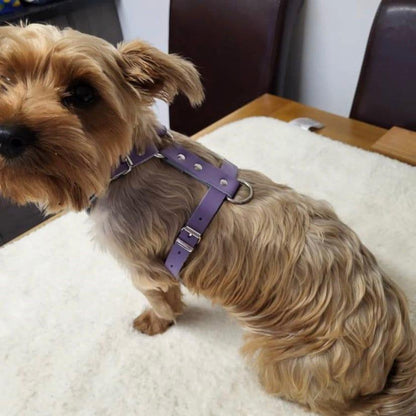 The back of a Lilac Leather Puppy harness on the second largest adjustment hole so the size can be larger than a grown Yorkshire Terrier for our puppy harness.